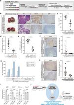 CDX2 Antibody in Immunohistochemistry (IHC)