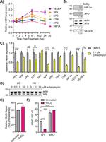 XPA Antibody in Western Blot (WB)