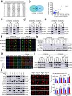 Ku80 Antibody in Immunoprecipitation (IP)