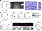 Nephrin Antibody in Western Blot (WB)