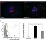 F4/80 Antibody in Flow Cytometry (Flow)