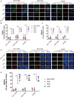 Phospho-BRCA1 (Ser1497) Antibody in Immunocytochemistry (ICC/IF)