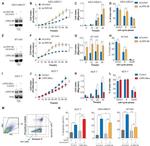 LRRC4B Antibody in Western Blot (WB)