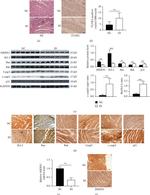 MKRN1 Antibody in Western Blot, Immunohistochemistry (WB, IHC)
