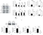 MKRN1 Antibody in Western Blot (WB)