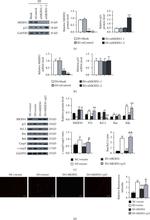 MKRN1 Antibody in Western Blot (WB)