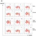 IFN gamma Antibody in Flow Cytometry (Flow)