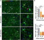 HDAC1 Antibody in Immunohistochemistry - Free Floating (IHC (Free))