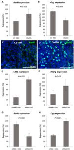 RANKL Antibody in Immunocytochemistry (ICC/IF)