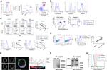 CD45RB Antibody in Immunoprecipitation (IP)