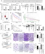 TMEM106C Antibody in Western Blot (WB)
