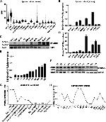C11orf84 Antibody in Western Blot (WB)