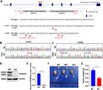 C11orf84 Antibody in Western Blot (WB)