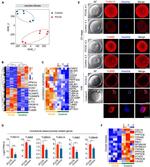 alpha Tubulin Antibody in Immunocytochemistry (ICC/IF)