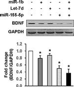 BDNF Antibody in Western Blot (WB)