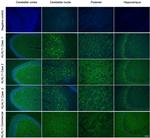 KLHL11 Antibody in Immunohistochemistry (Frozen) (IHC (F))