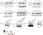 Cullin 1 Antibody in Western Blot, Immunoprecipitation (WB, IP)