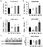 PPARGC1A Antibody in Western Blot (WB)