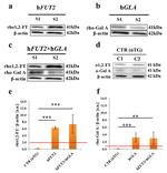 alpha Galactosidase Antibody in Western Blot (WB)