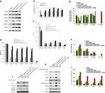 HOXB9 Antibody in Western Blot (WB)