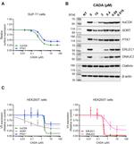 beta Actin Antibody in Western Blot (WB)