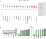 SIK2 Antibody in Western Blot (WB)