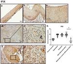 PYHIN1 Antibody in Immunohistochemistry (IHC)