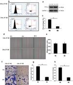 PYHIN1 Antibody in Western Blot (WB)