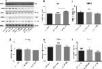 PYHIN1 Antibody in Western Blot (WB)