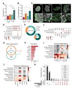 Insulin Antibody in Immunohistochemistry (IHC)