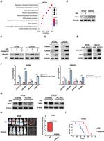 SMARCB1 Antibody in Western Blot (WB)