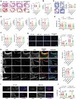 F4/80 Antibody in Immunohistochemistry (IHC)