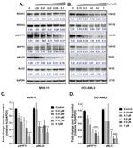 Phospho-MYL9 (Ser19) Antibody in Western Blot (WB)