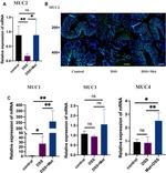 MUC2 Antibody in Immunohistochemistry (Paraffin) (IHC (P))