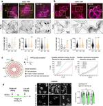 Paxillin Antibody in Immunohistochemistry, Immunocytochemistry (IHC, ICC/IF)
