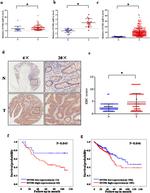 SNTB1 Antibody in Immunohistochemistry (IHC)