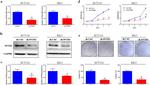 SNTB1 Antibody in Western Blot (WB)