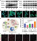 CD16 Antibody in Immunohistochemistry (IHC)