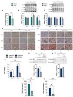 PPAR delta Antibody in Western Blot (WB)