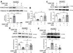 KLF2 Antibody in Western Blot (WB)