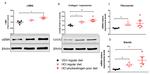 COL1A2 Antibody in Western Blot (WB)