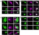 TAS2R14 Antibody in Immunocytochemistry (ICC/IF)