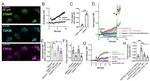 TAS2R14 Antibody in Immunohistochemistry (PFA fixed) (IHC (PFA))