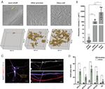 RPS26 Antibody in Immunocytochemistry (ICC/IF)