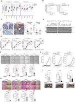 NGEF Antibody in Immunohistochemistry (IHC)