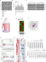 NGEF Antibody in Western Blot (WB)