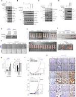 NGEF Antibody in Immunohistochemistry (IHC)