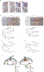NGEF Antibody in Immunohistochemistry (IHC)