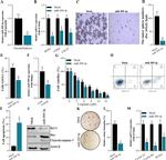 Active/Pro-Caspase 3 Antibody in Western Blot (WB)