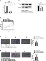 Midkine Antibody in Western Blot (WB)